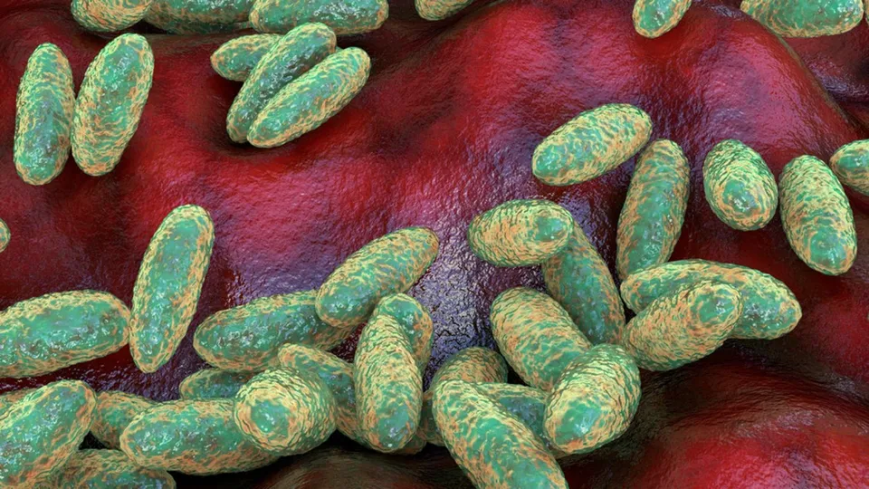 yersinia-pestis-pneumonic-plague-bacteria