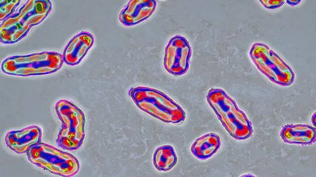 Foto de microscópio mostrando a bactéria Yersinia pestis.