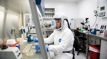 Una persona con traje blanco de bioseguridad maneja placas de Petri dentro de una cabina de flujo en un laboratorio con microscopio.