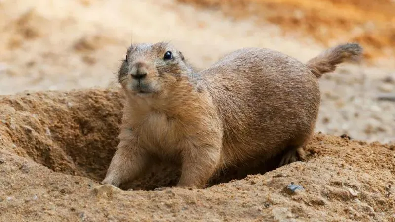 prairie dog entering its hole